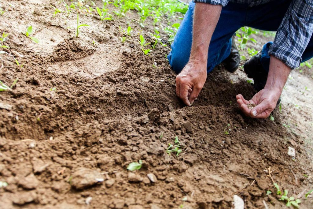 how-to-tell-if-garden-seeds-are-still-good-how-to-tell-if