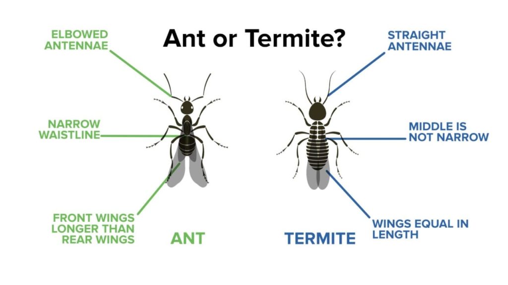How To Tell Termites From Ants How To Tell If