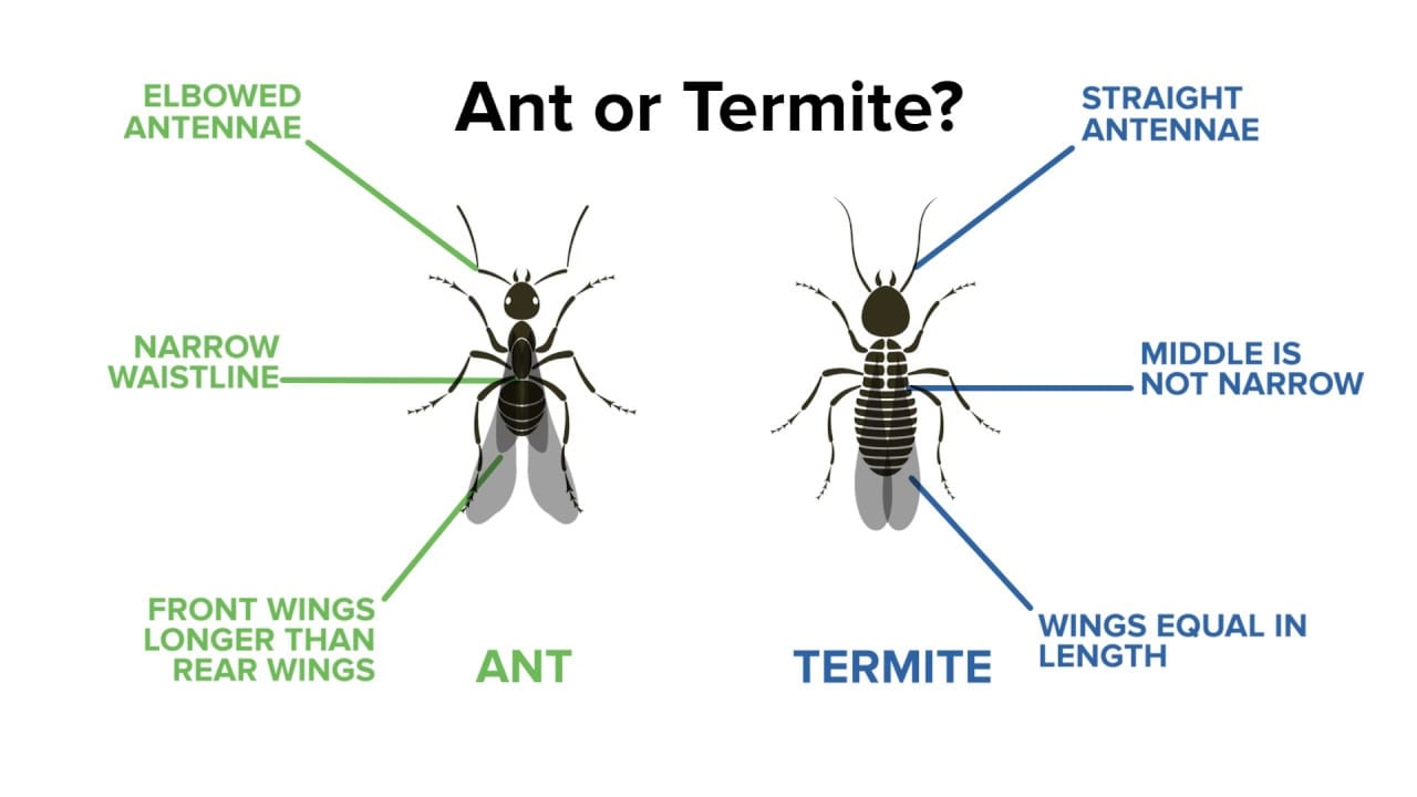 How to Tell Termites From Ants - how to tell if